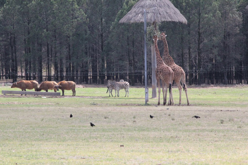 Private viewing of the African Savanna