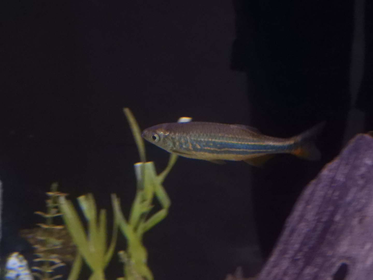 prob. Giant Danio (Devario aequipinnatus)
