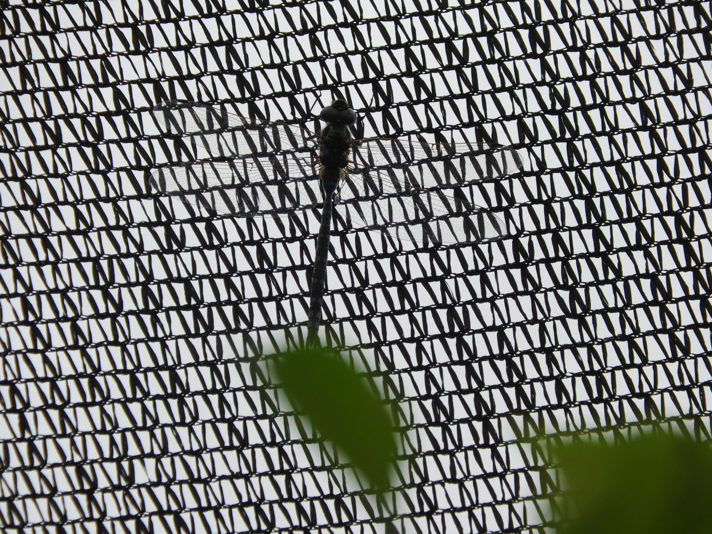 prob. Green-Striped Darner (Aeshna verticalis)