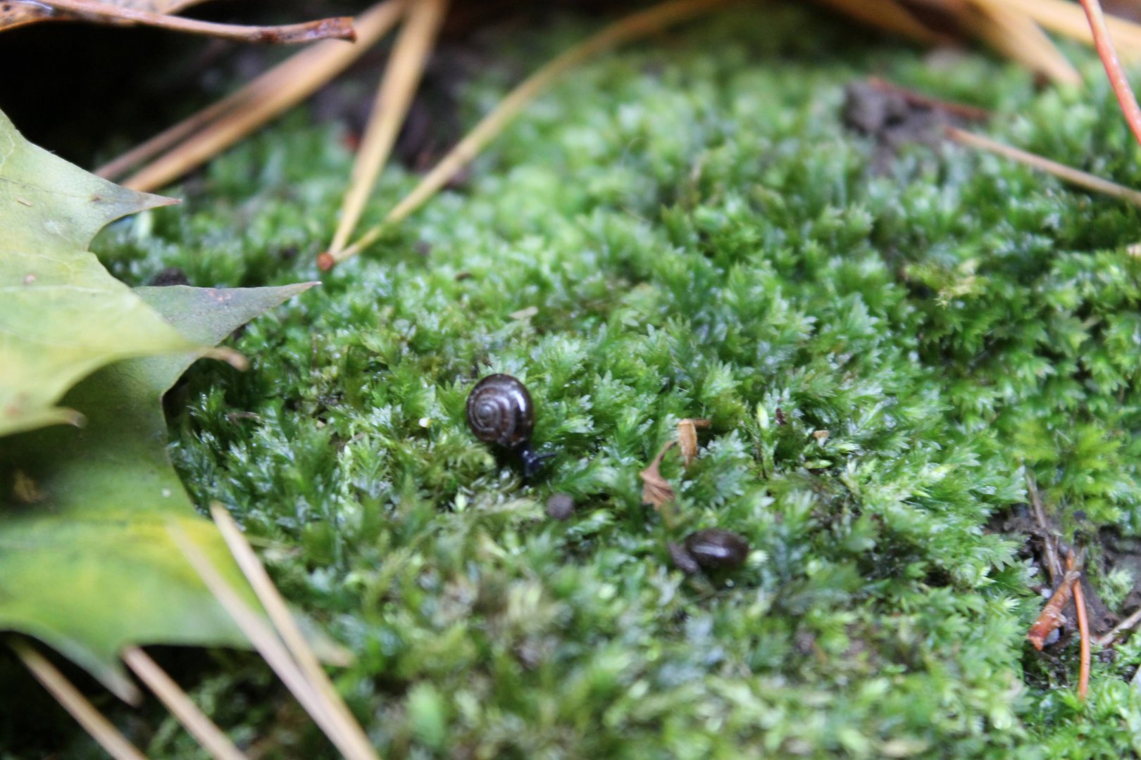 Probably Globose Dome Snail (ventridens ligera)