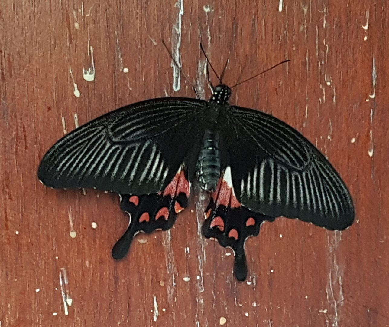 Probably Papilio memnon