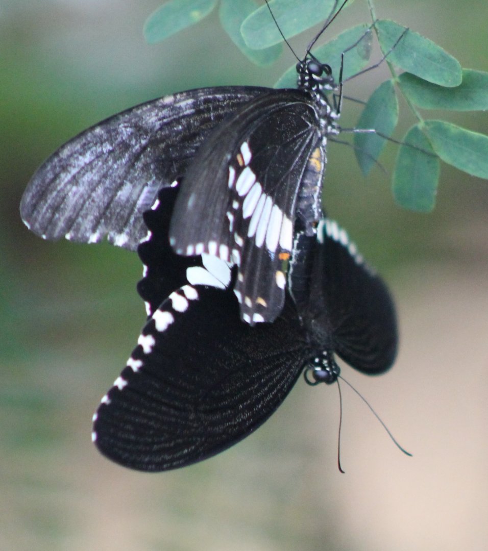 Probably Papilio memnon