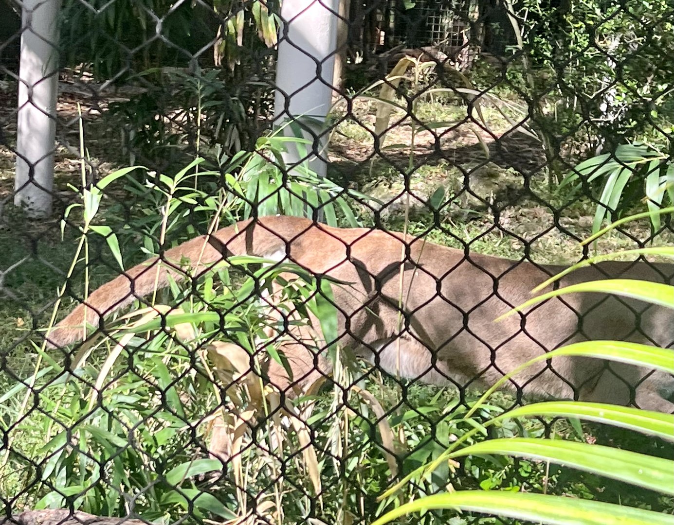 Probably the most common view of a Cougar sighting