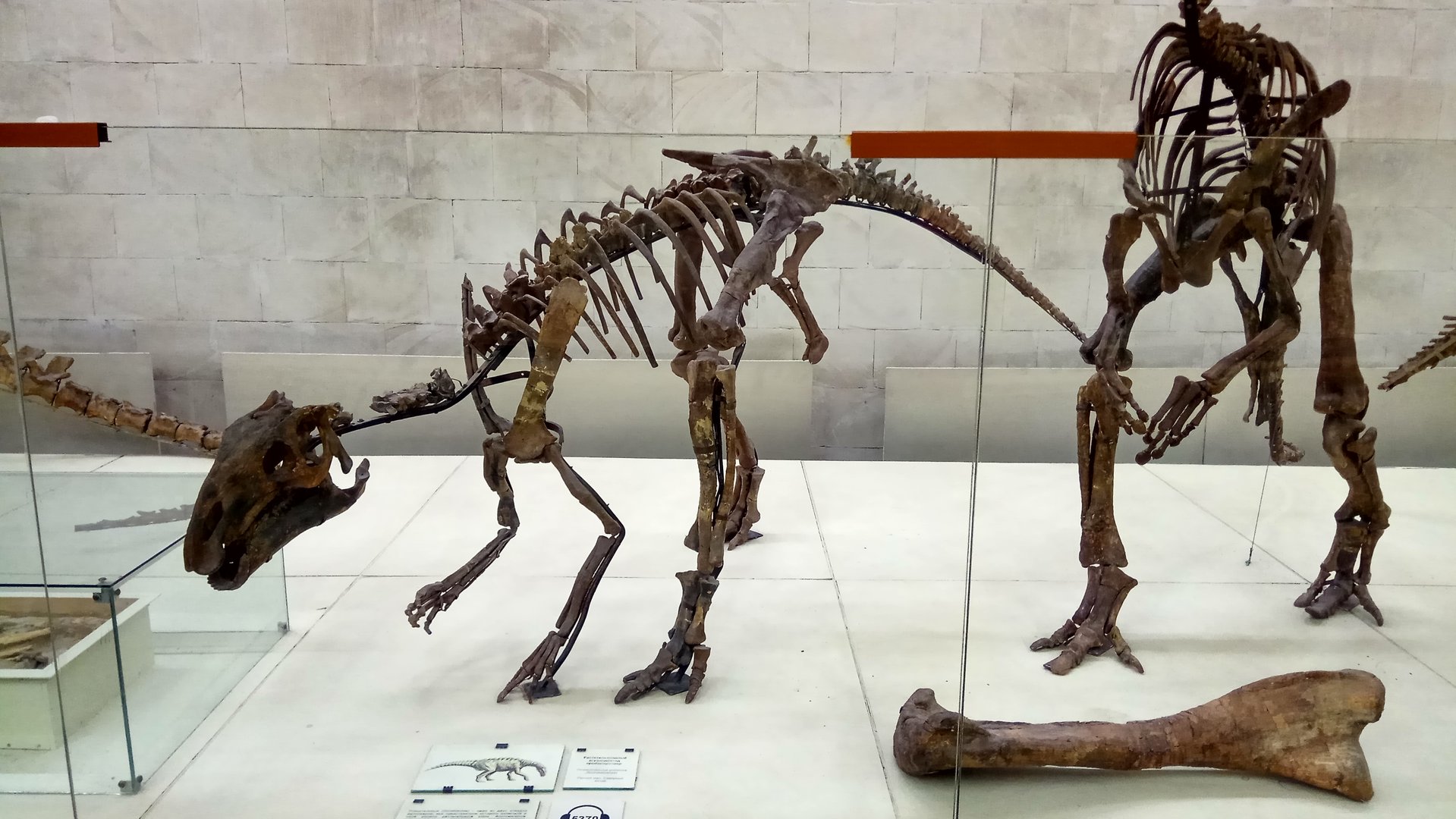 Probactrosaurus gobiensis skeleton