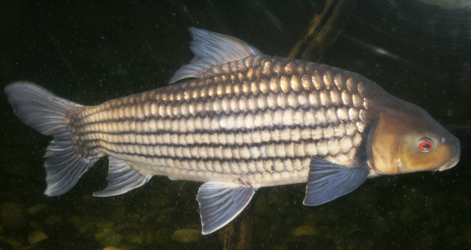 Probarbus jullieni; Chester Zoo; 2nd October 2009