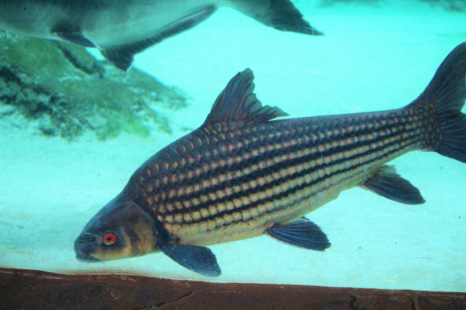 Probarbus labeamajor ?