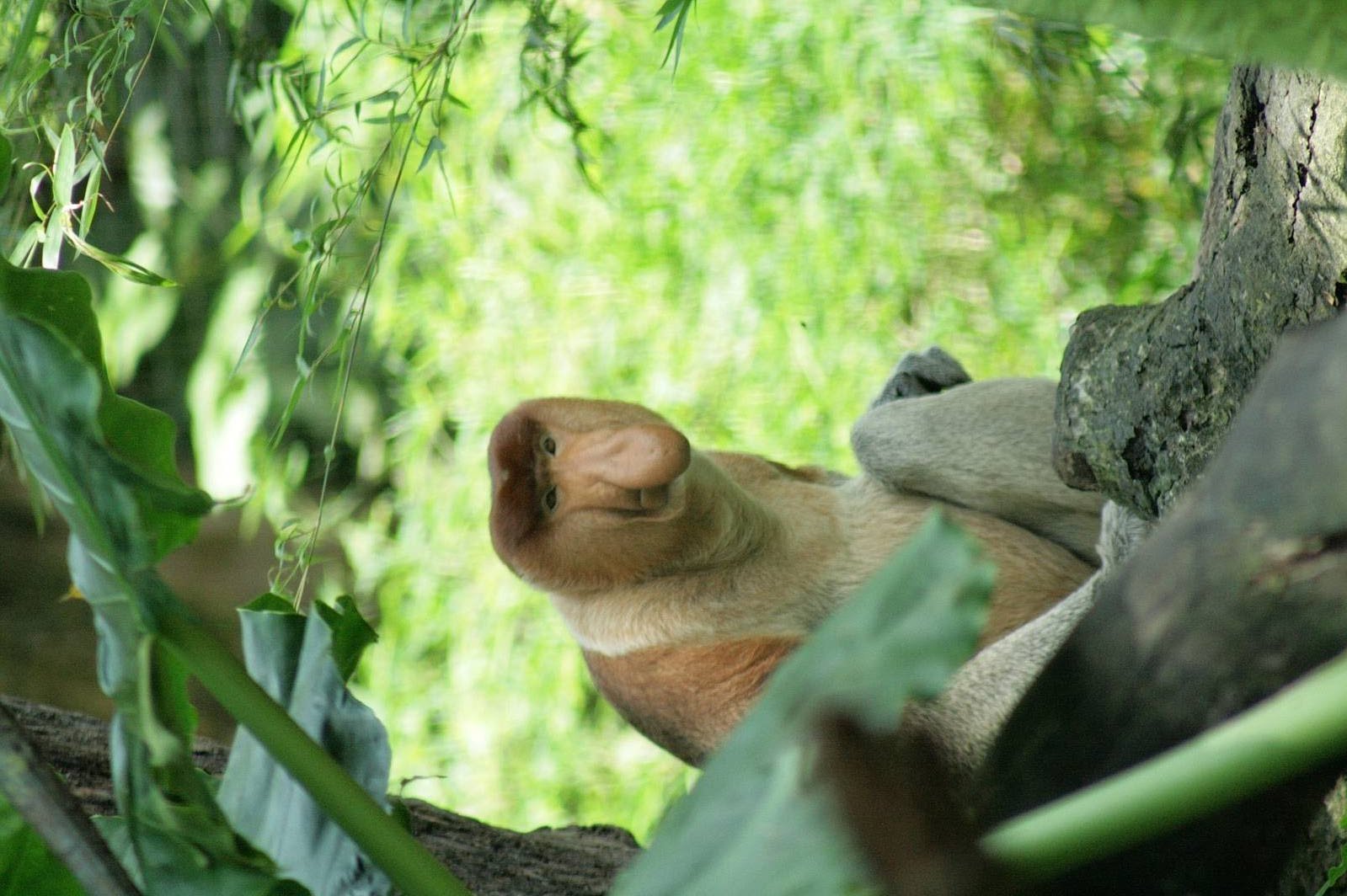 Probiscis monkey