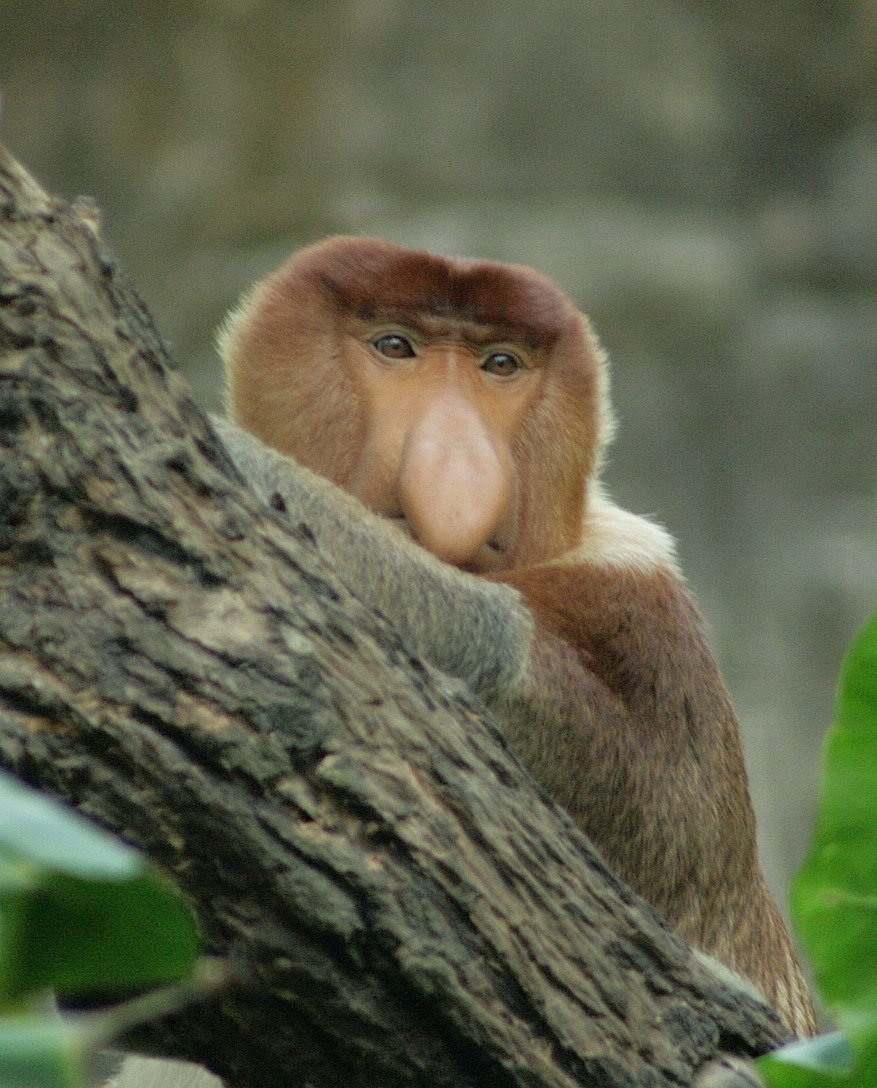 Probiscis monkey