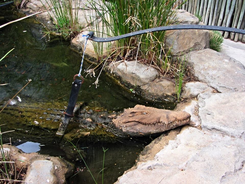 Problem Crocodile Trap