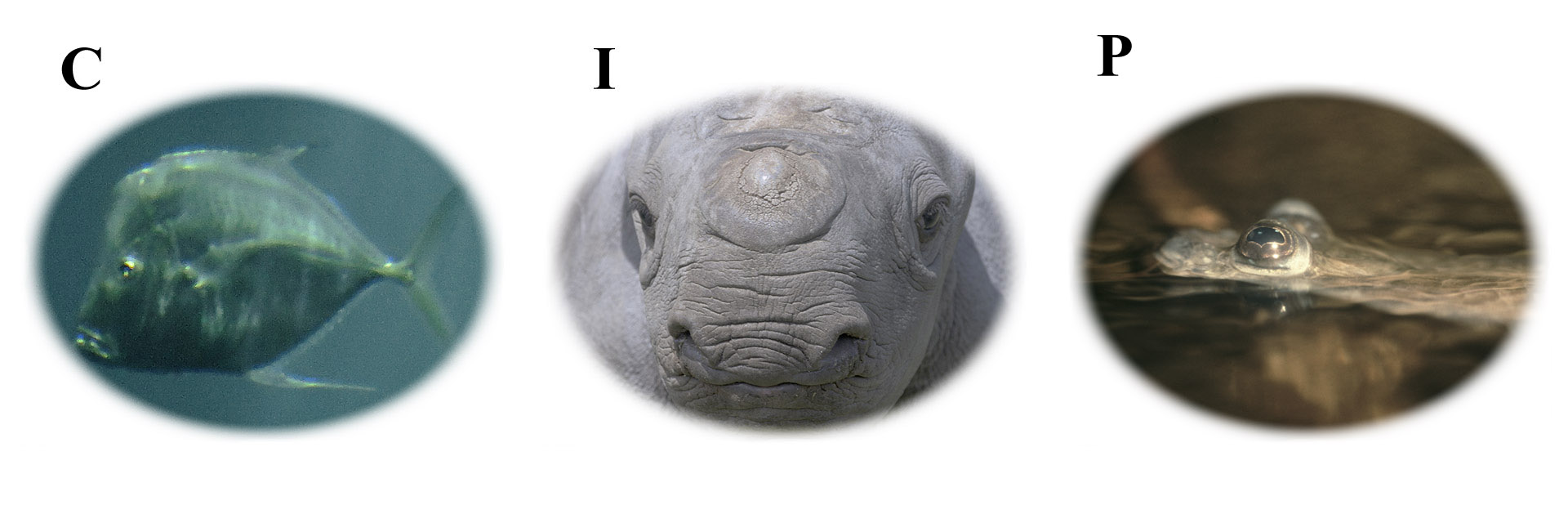 Problem Pictures from June 1st Puzzle