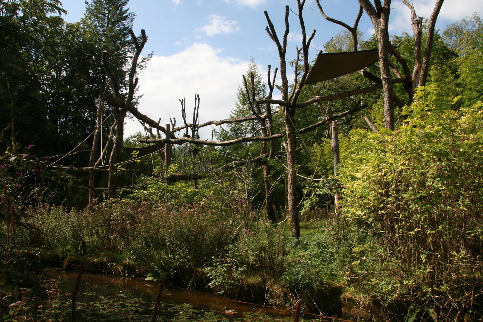 Probocis monkey island