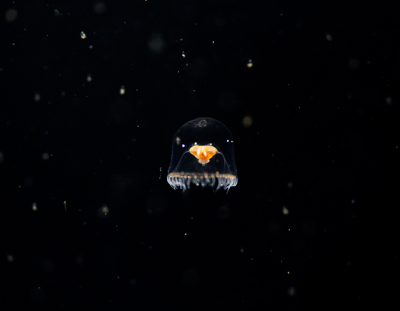 Proboscidactyla flavicirrata (Hydroid)