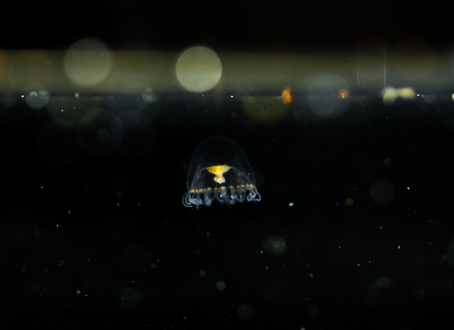 Proboscidactyla flavicirrata