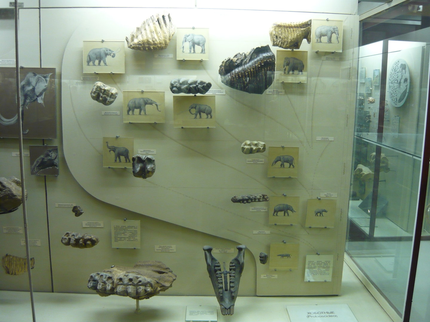 Proboscidean evolution showcase