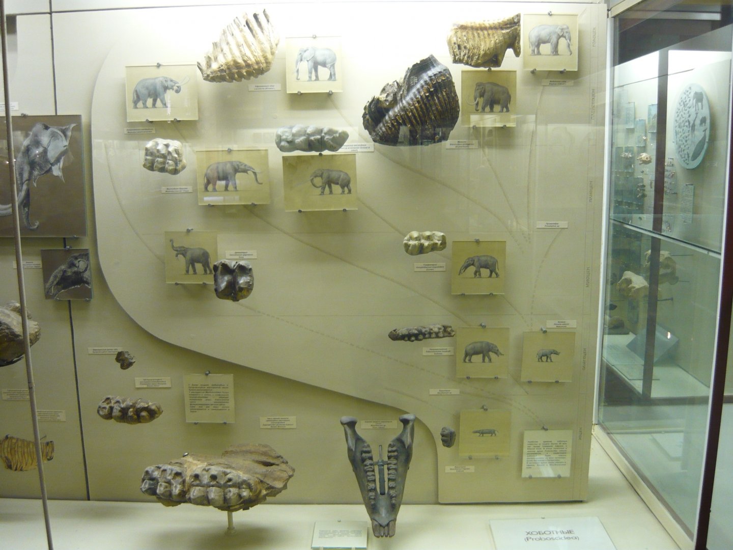 Proboscidean teeth evolution