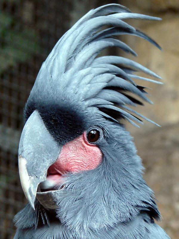 Probosciger aterrimus / Palm Cockatoo