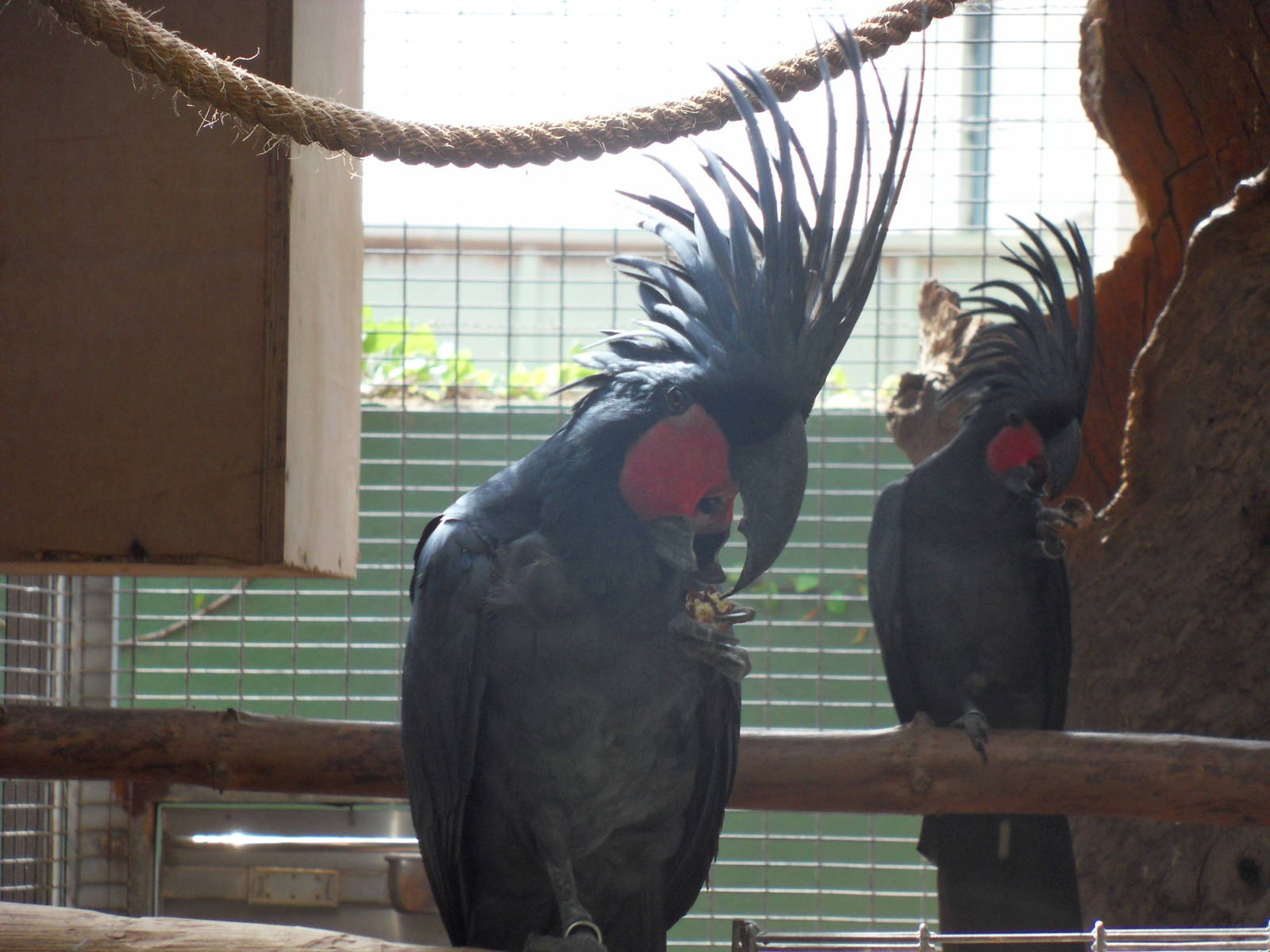 Probosciger aterrimus