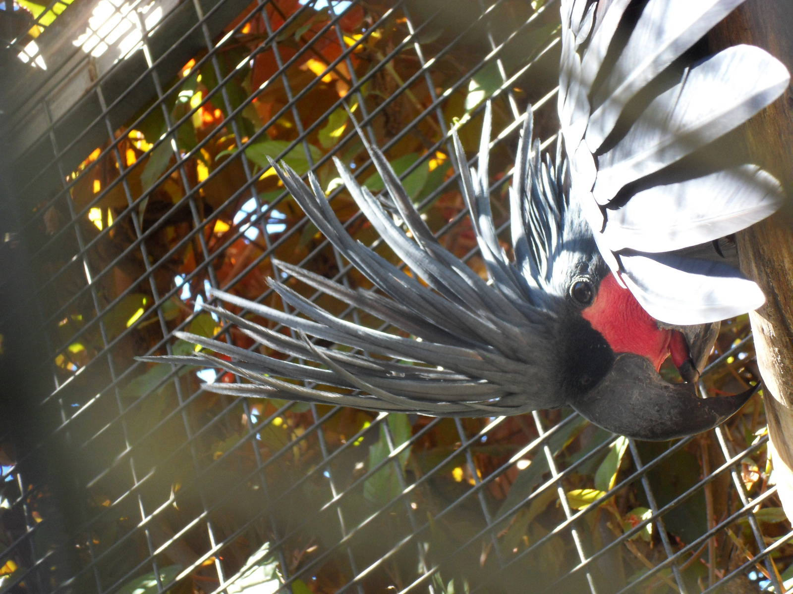 Probosciger aterrimus