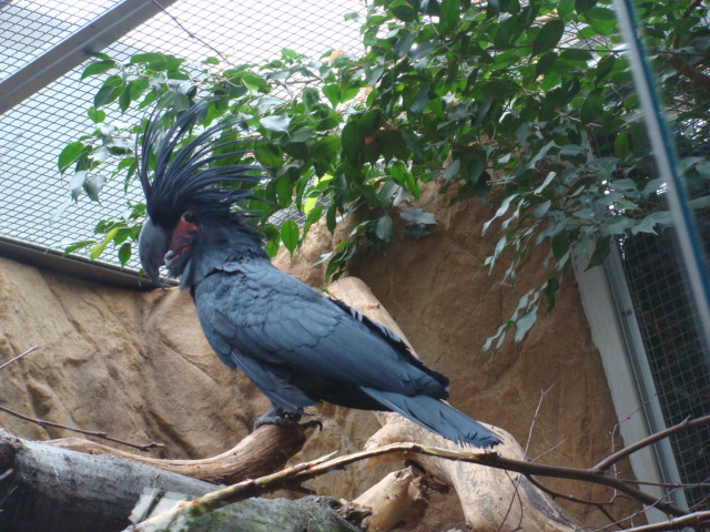 Probosciger aterrimus