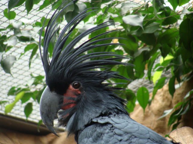 Probosciger aterrimus