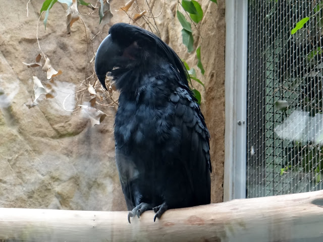 Probosciger aterrimus