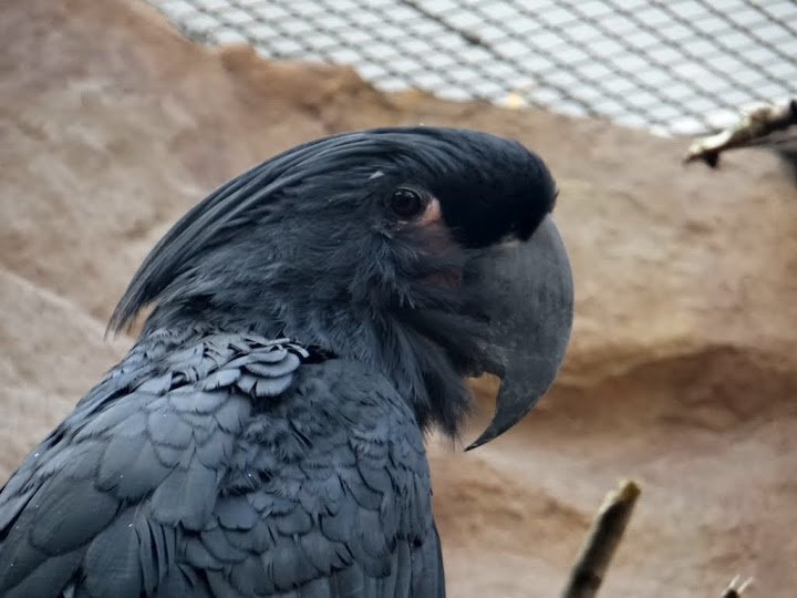 Probosciger aterrimus