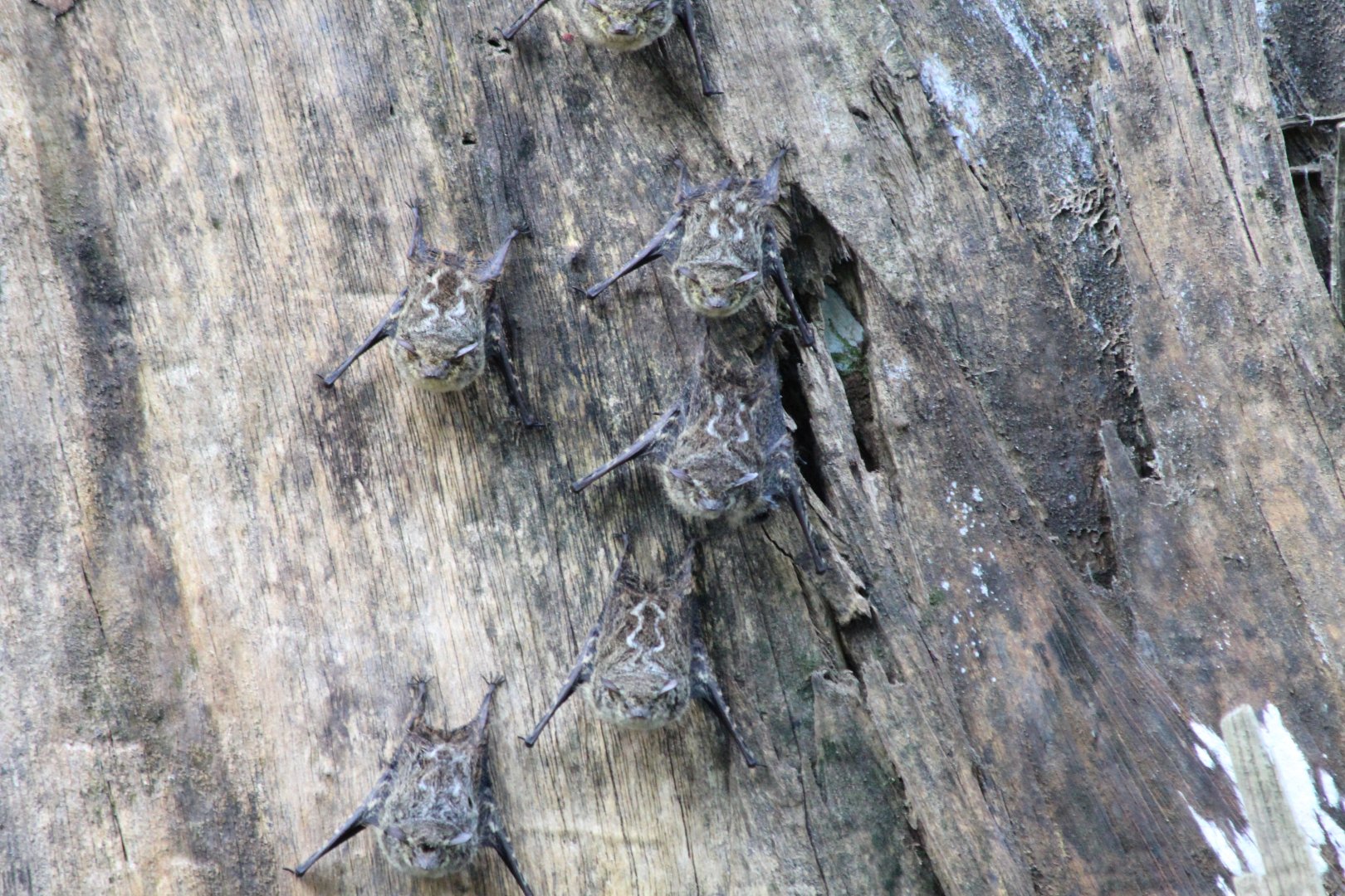 Proboscis bat - Mar 2019