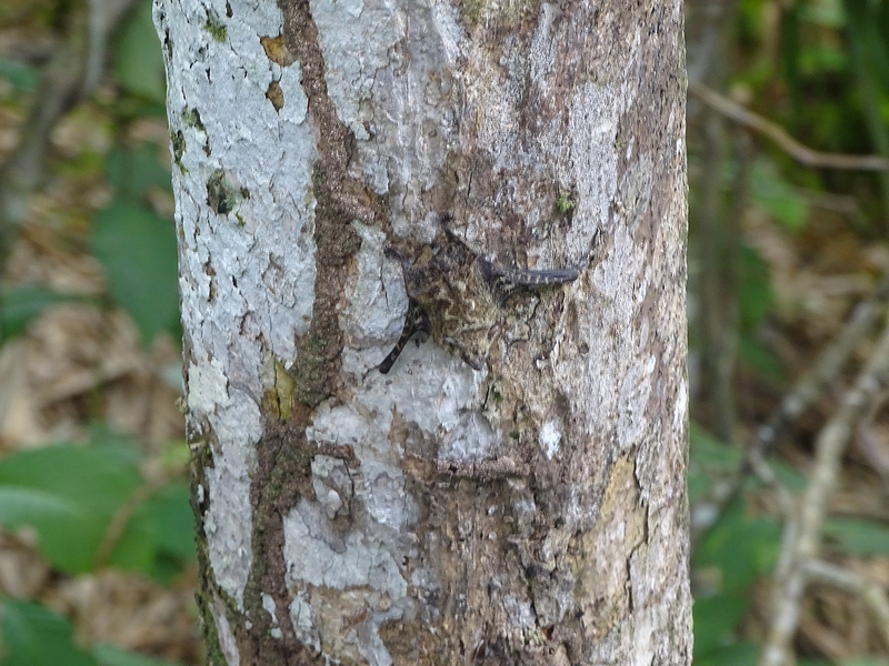 Proboscis bat (Rhynchonycteris naso)