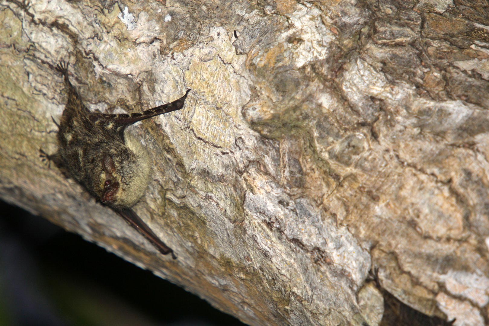 proboscis bat (Rhynchonycteris naso)