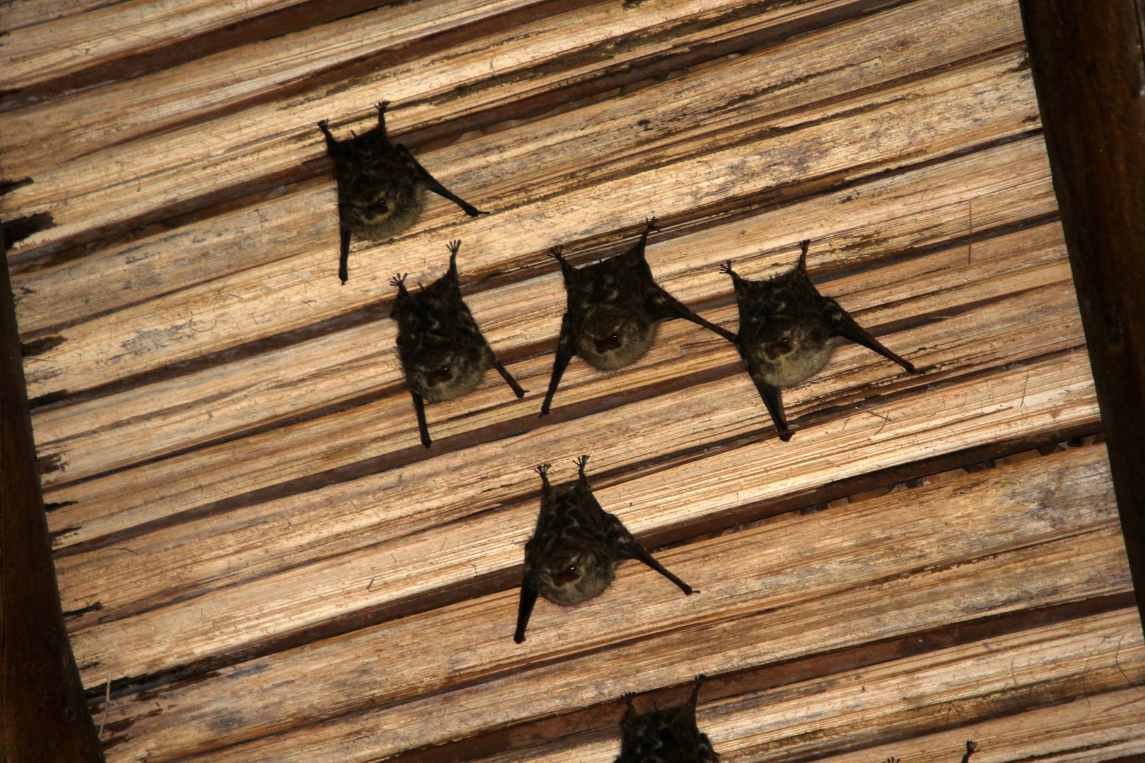 Proboscis Bat (Rhynchonycteris naso)