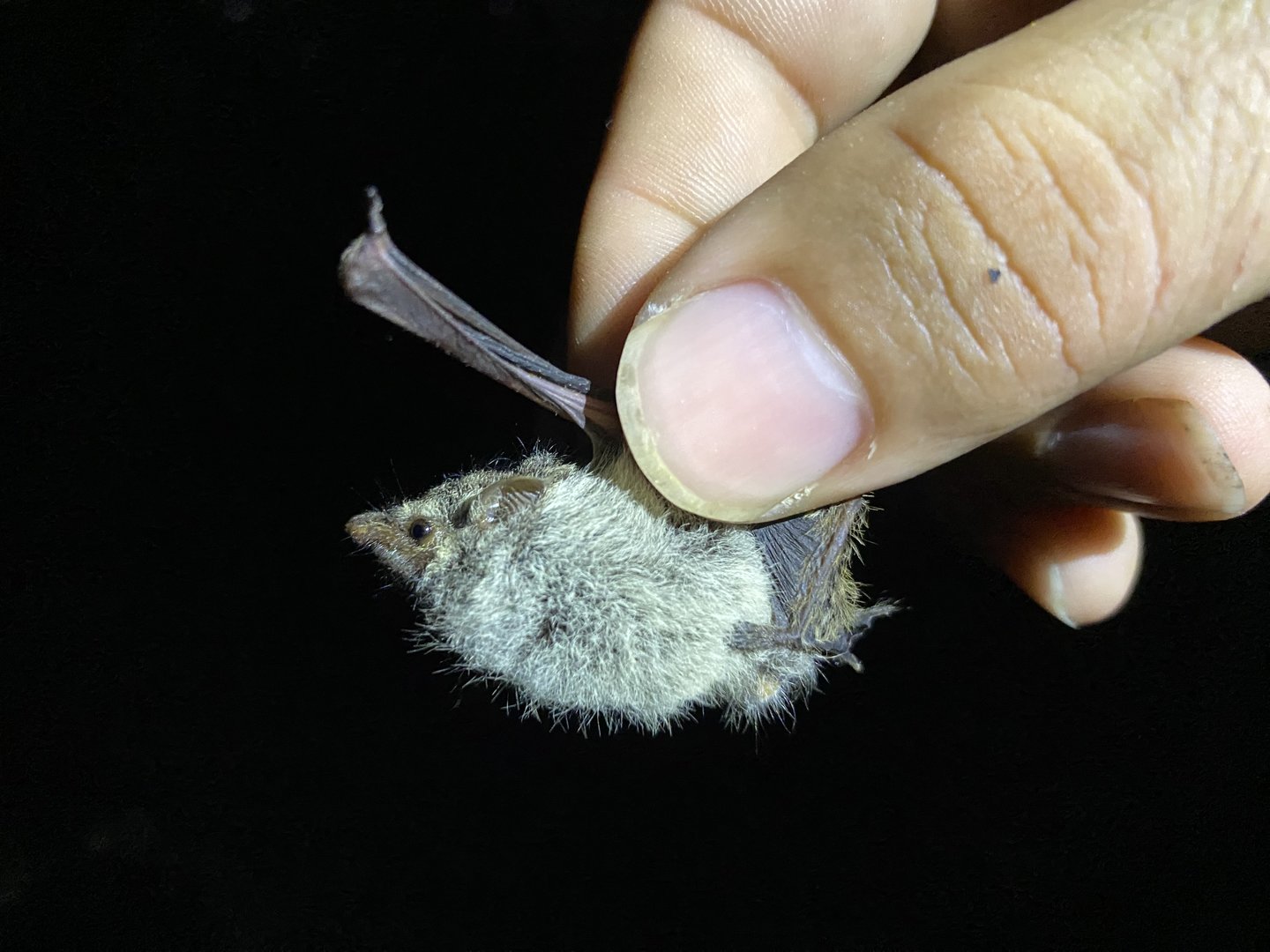 Proboscis Bat (Rhynchonycteris naso)