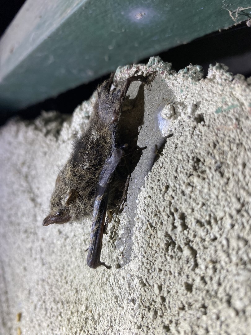 Proboscis Bat (Rhynchonycteris naso)