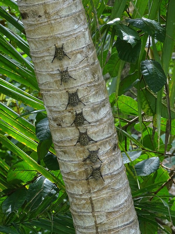 Proboscis bats (Rhynchonycteris naso)