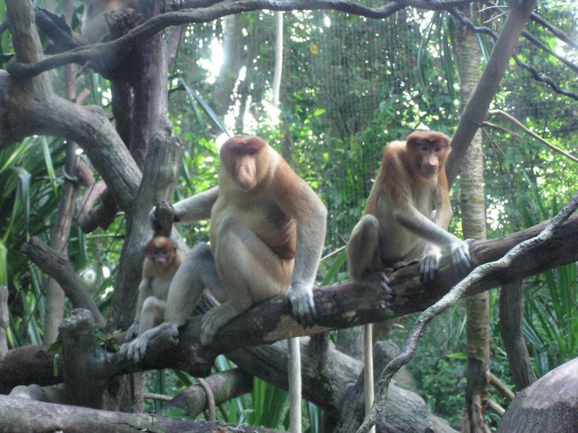 Proboscis family, Singapore Zoo