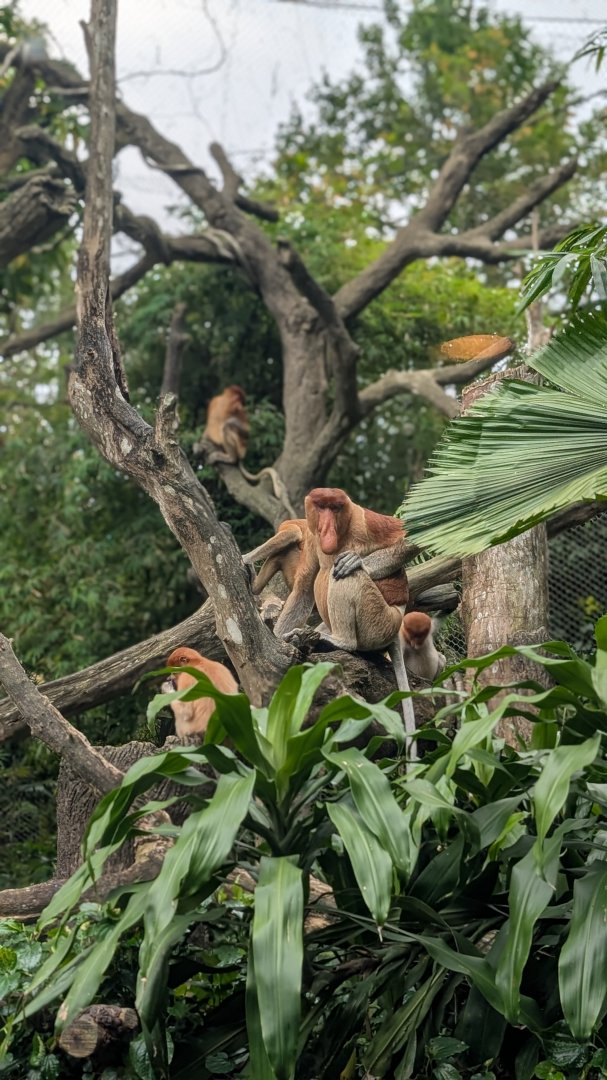Proboscis Family, Singapore Zoo