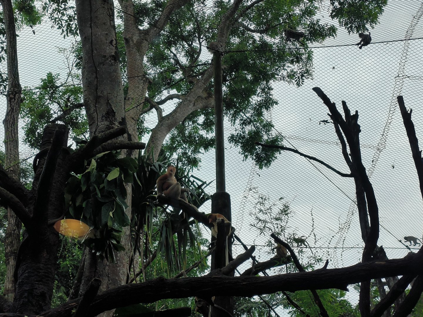 Proboscis Monkey and Long-Tailed Macaques