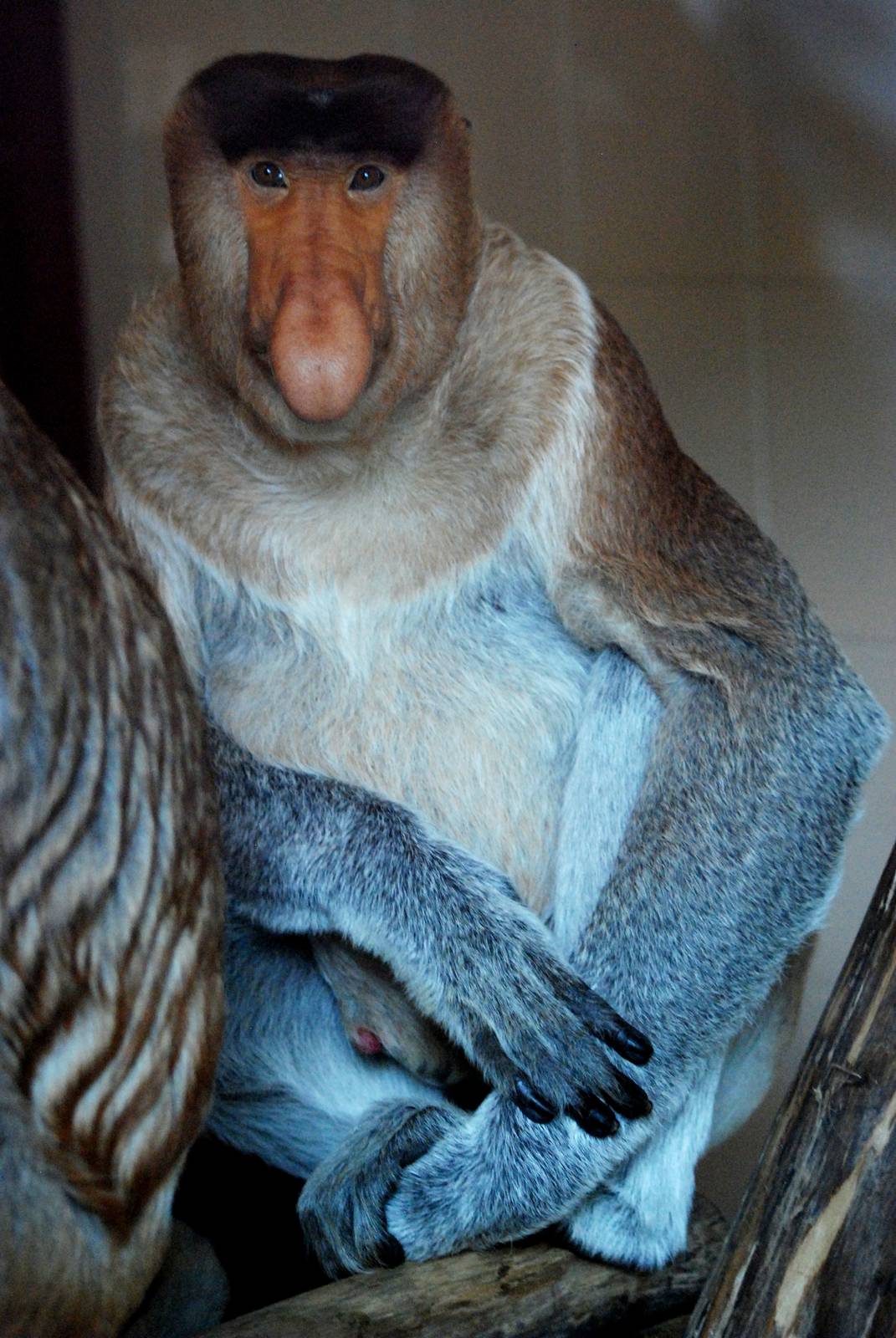 Proboscis Monkey at Apenheul, 30/05/12