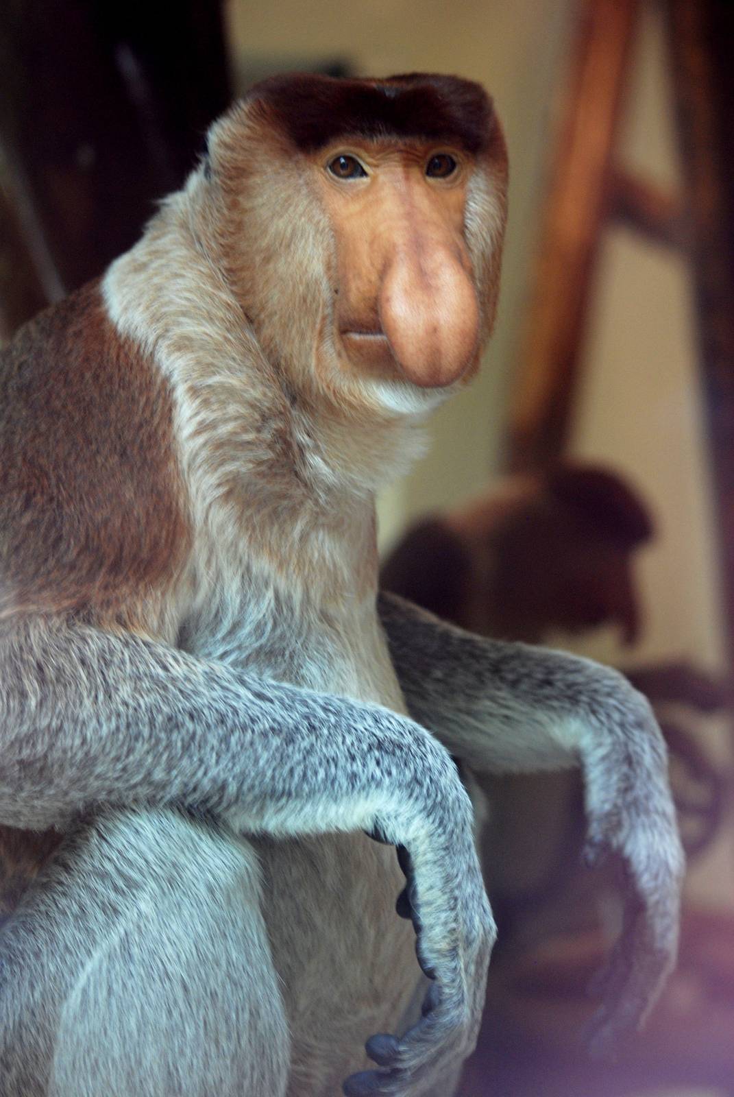 Proboscis Monkey at Apenheul, 30/05/12