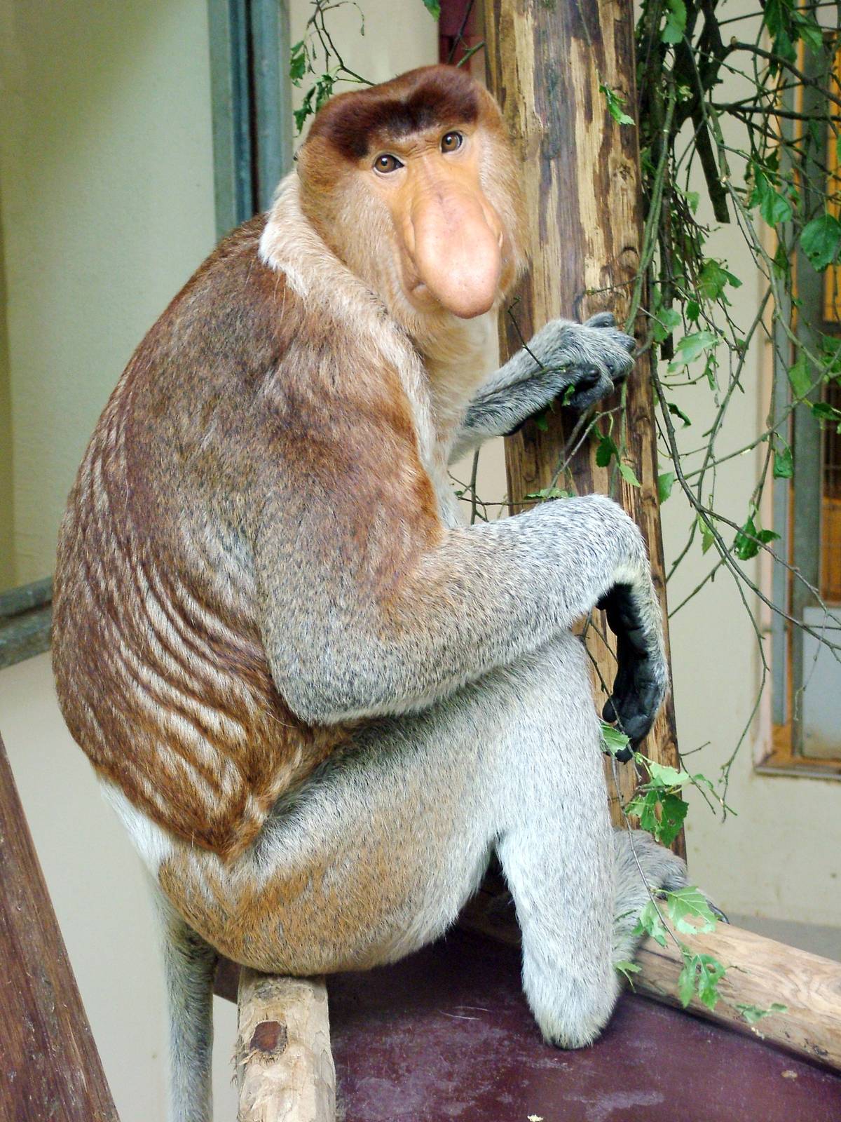 Proboscis Monkey at Apenheul, 30/05/12