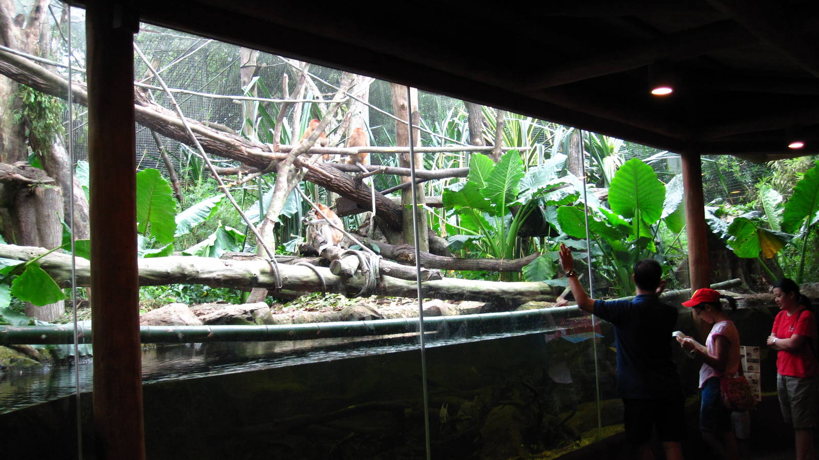 Proboscis Monkey Bachelor Troop Exhibit, Singaproe Zoo