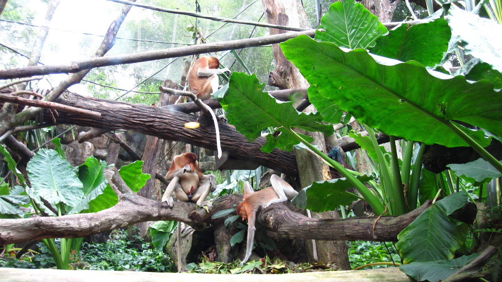 Proboscis Monkey Bachelor Troop, Singapore Zoo