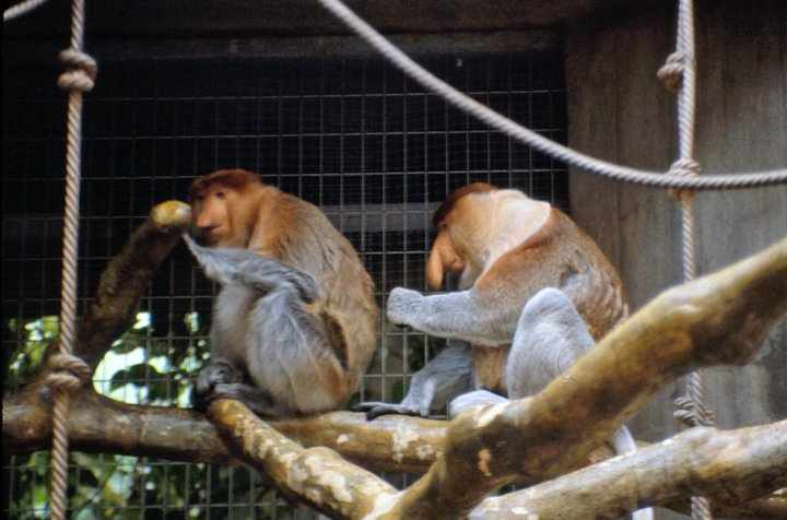Proboscis Monkey - Basel Zoo - 1980's
