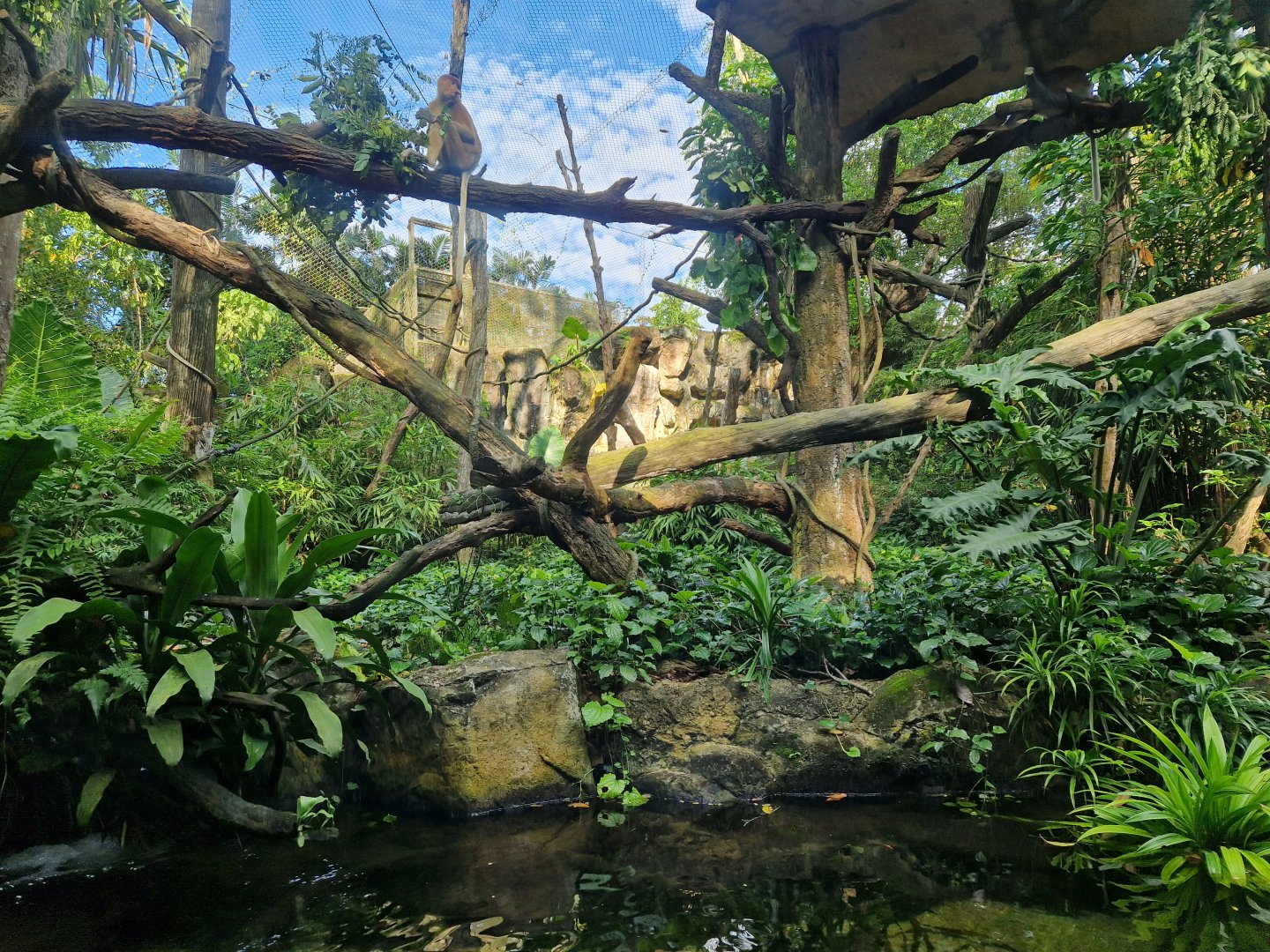 Proboscis Monkey/ Common Muntjac exhibit