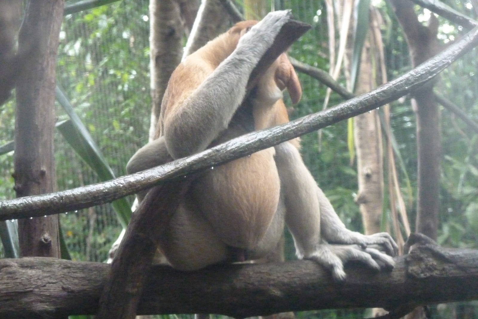 Proboscis Monkey, December 2015