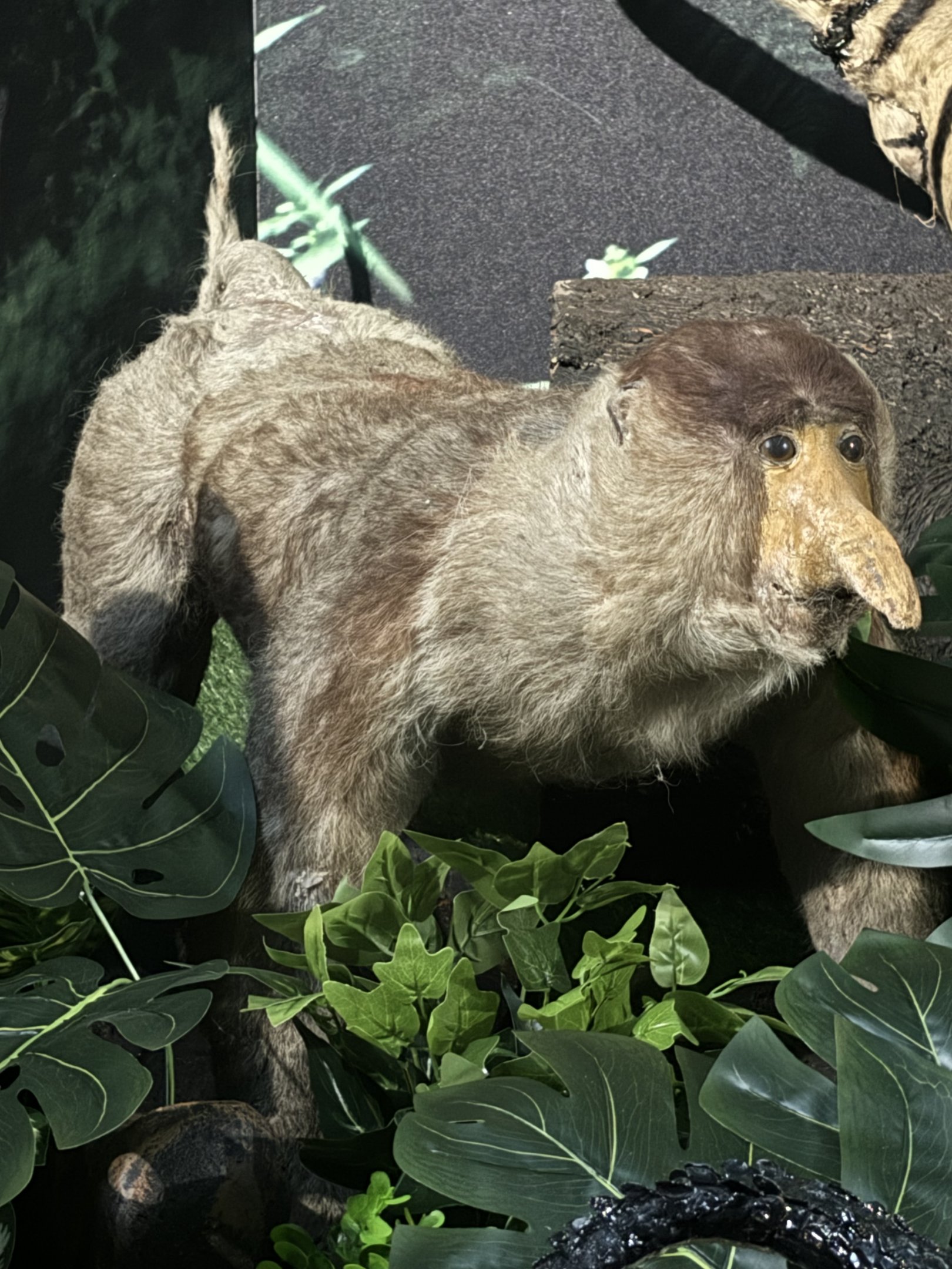Proboscis Monkey Diorama