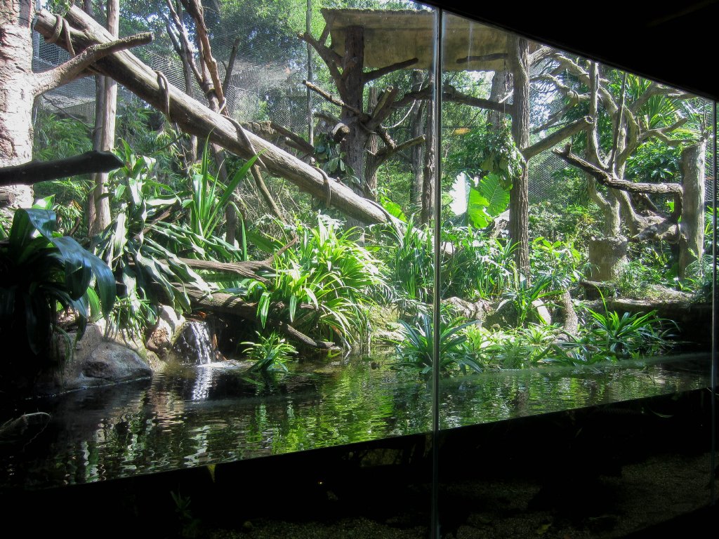 Proboscis Monkey Enclosure