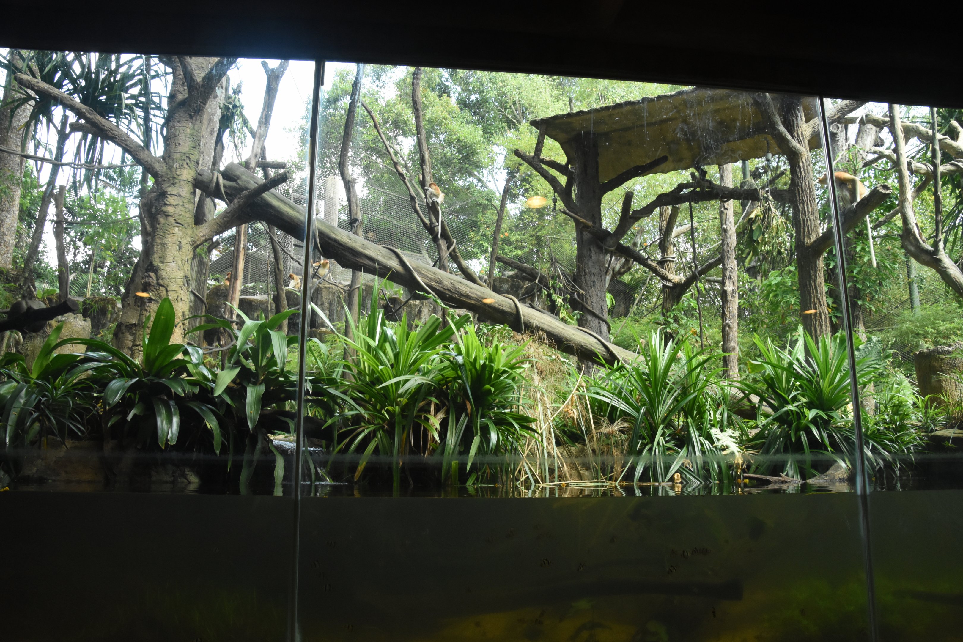 Proboscis monkey enclosure