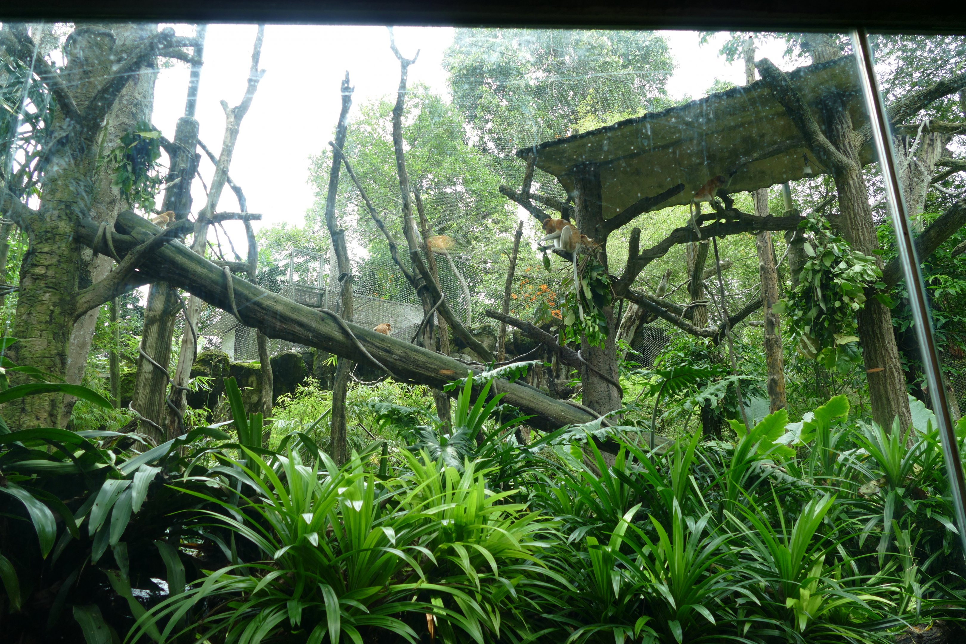 Proboscis monkey enclosure