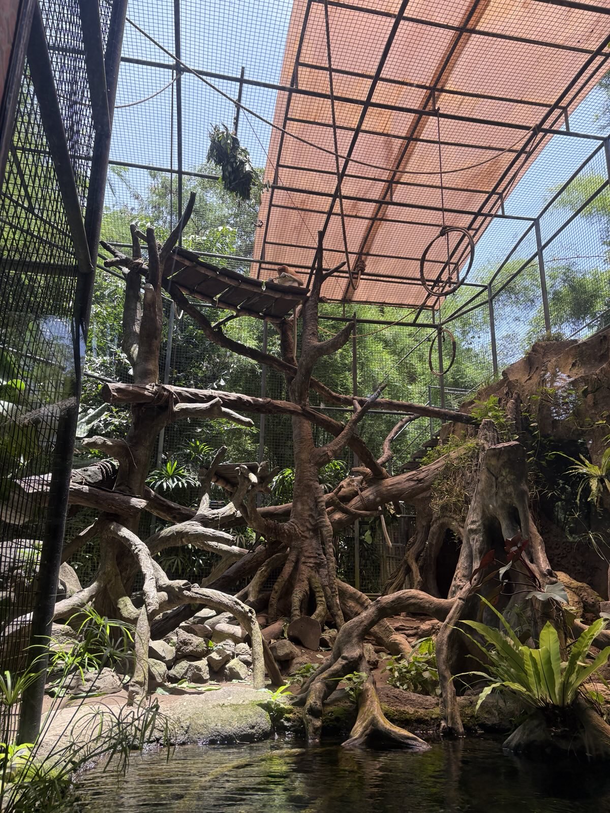 Proboscis Monkey enclosure