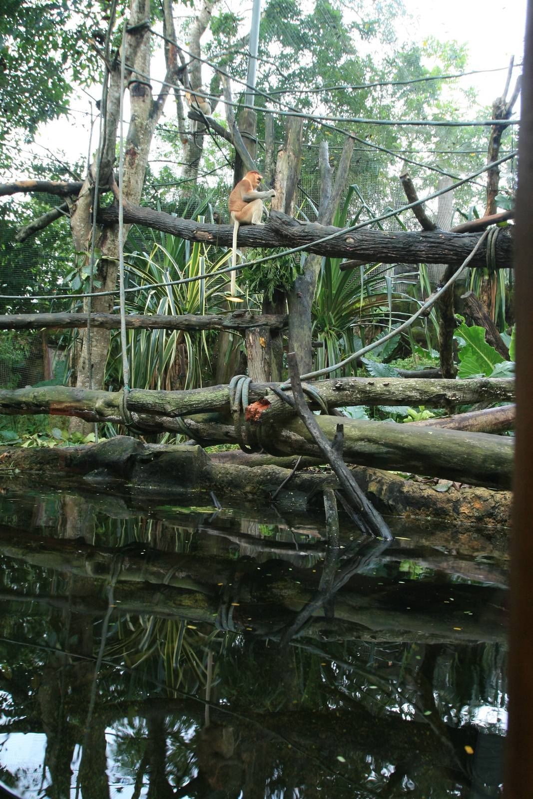 Proboscis monkey enclosure